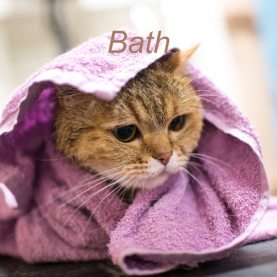 Cat bathing and grooming techniques to ensure safety and reduce stress.