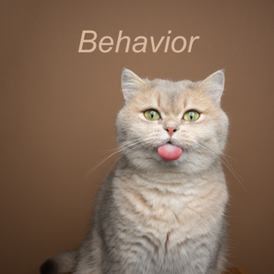 Understanding cat behavior and communication