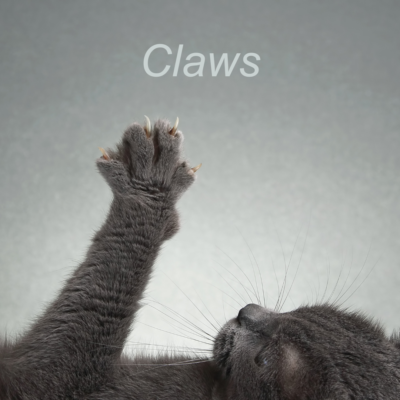 Cat claw care, trimming and healthy claw maintenance