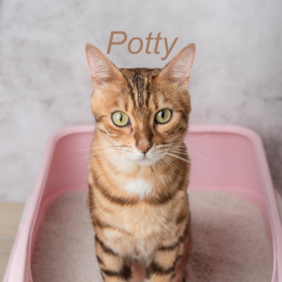 Cat litter boxes, best materials, and cleaning tips for health and hygiene