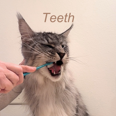Cat oral health, teeth cleaning and dental care tips