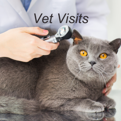 Cat at the veterinarian for regular checkups and vaccinations.