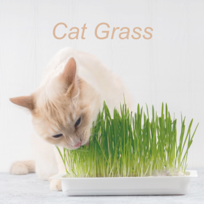 Curious caramel colored cat nibbling fresh cat grass indoors - health and enrichment benefits from Catacats.
