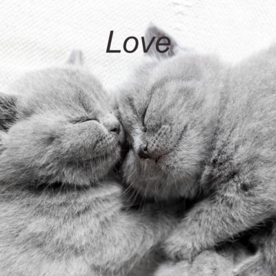 Two calm cuddling kittens - showing love and trust, and responsible care from Catacats.