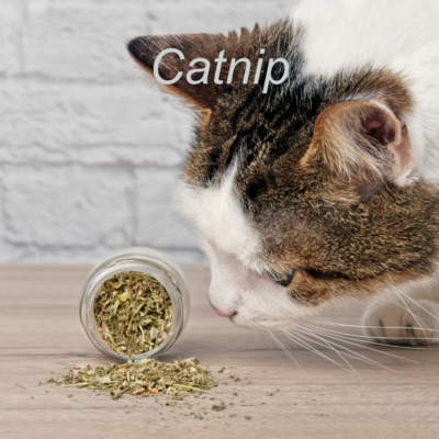 Cat enjoying catnip for enrichment and play